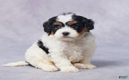 Cavapoo dogs for sale: Dax - Image 3