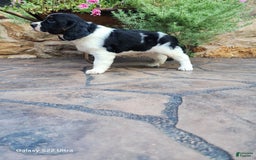 English Springer Spaniel dogs for sale: Eddie - Image 5