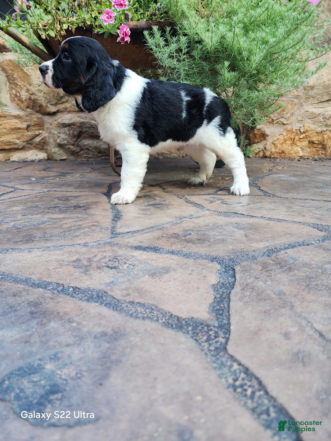 English Springer Spaniel dogs for sale: Eddie - Image 5