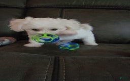 Cavachon dogs for sale: Justice - Image 7