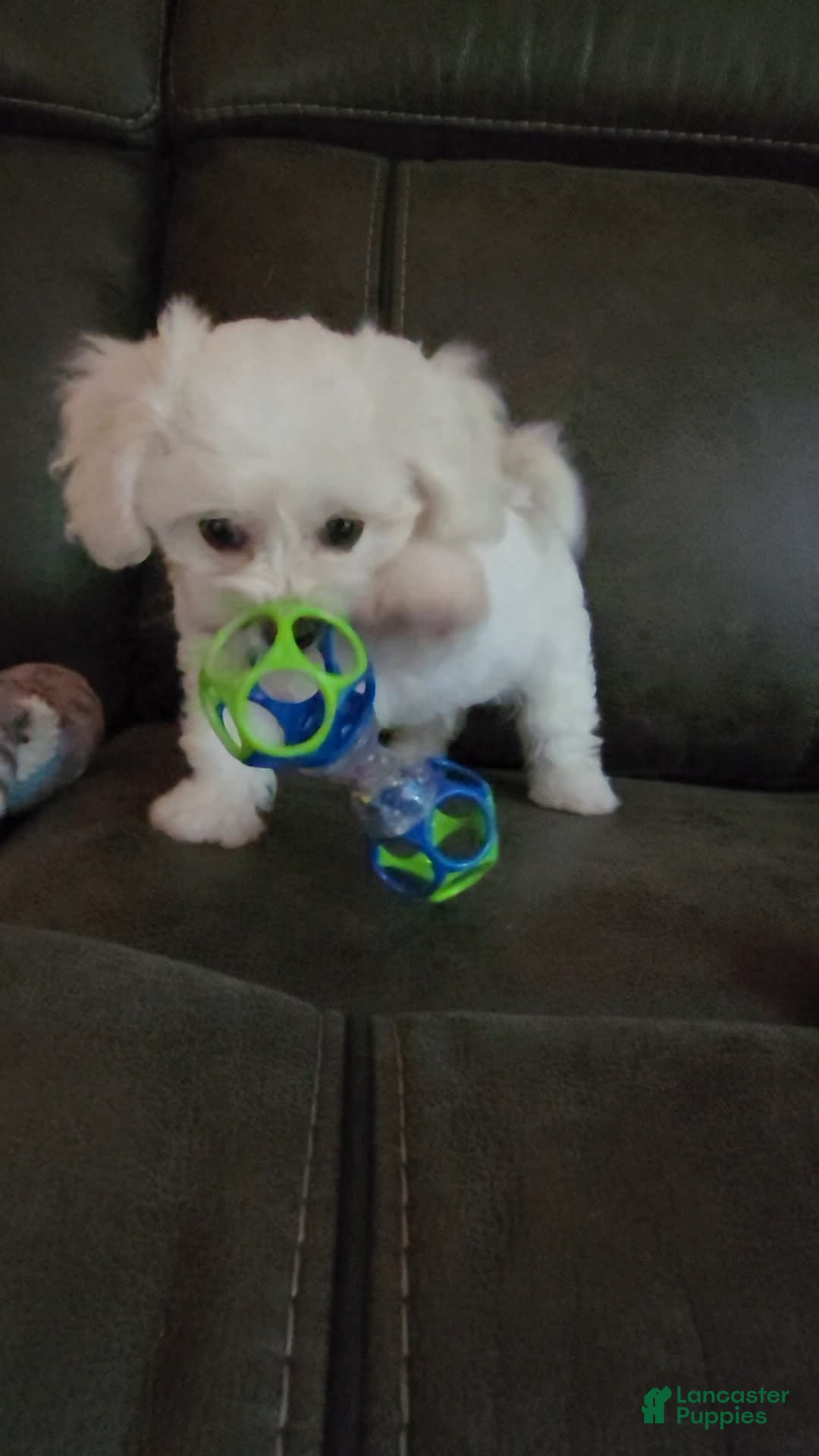 Cavachon dogs for sale: Justice - Image 7