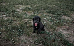 Goldador dogs for sale: Pink - Image 8