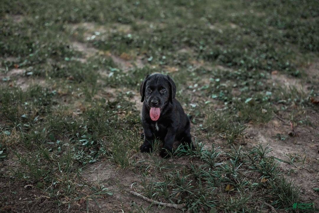 Goldador dogs for sale: Pink - Image 8
