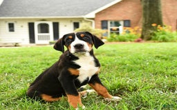 Greater Swiss Mountain Dog dogs for sale: Cash - Image 5