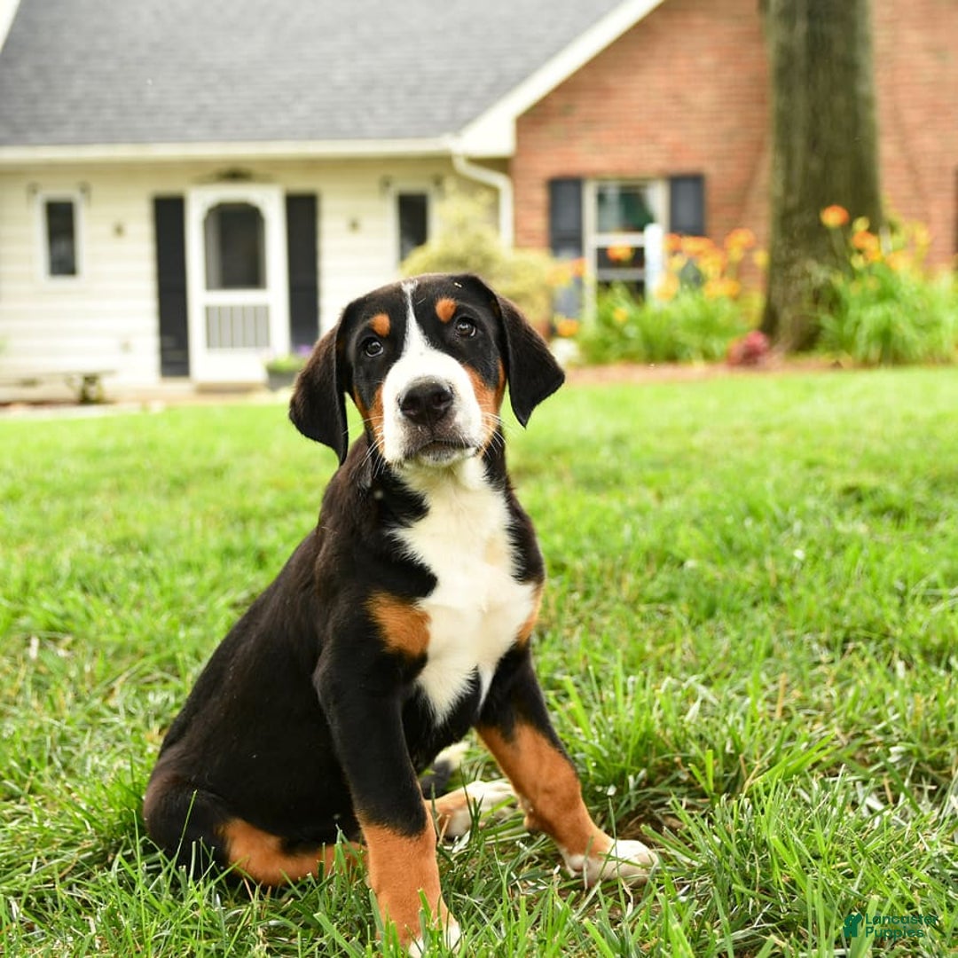 Greater Swiss Mountain Dog dogs for sale: Cash - Image 5