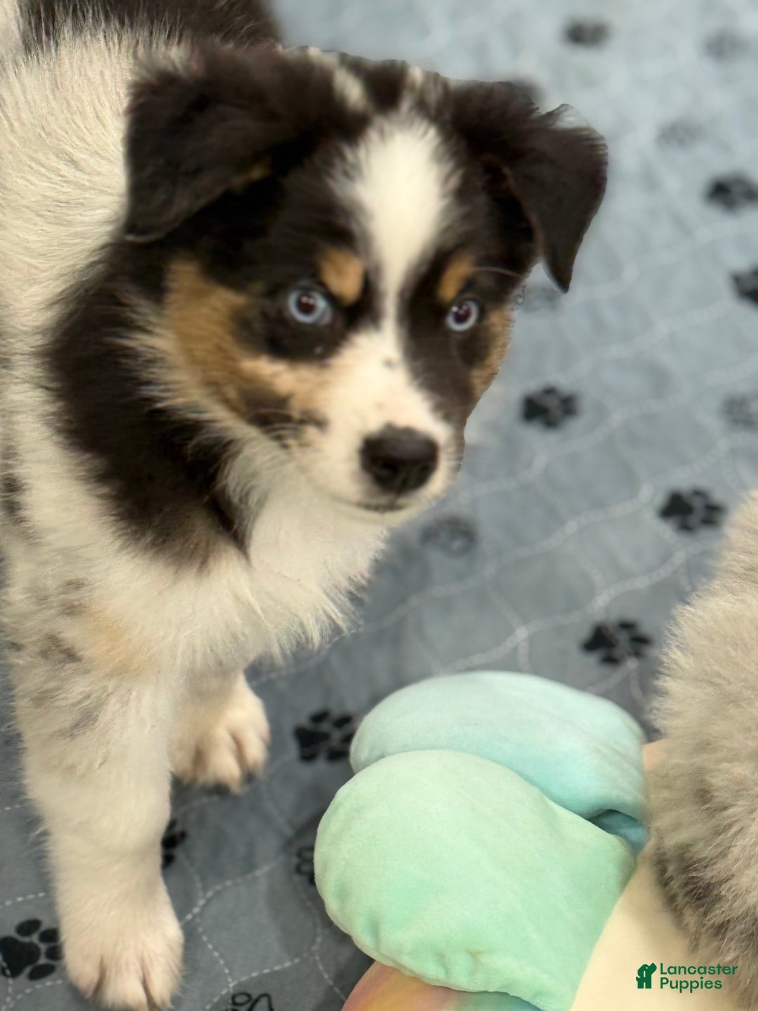 Australian Shepherd dogs for sale: Blueberry - Image 7