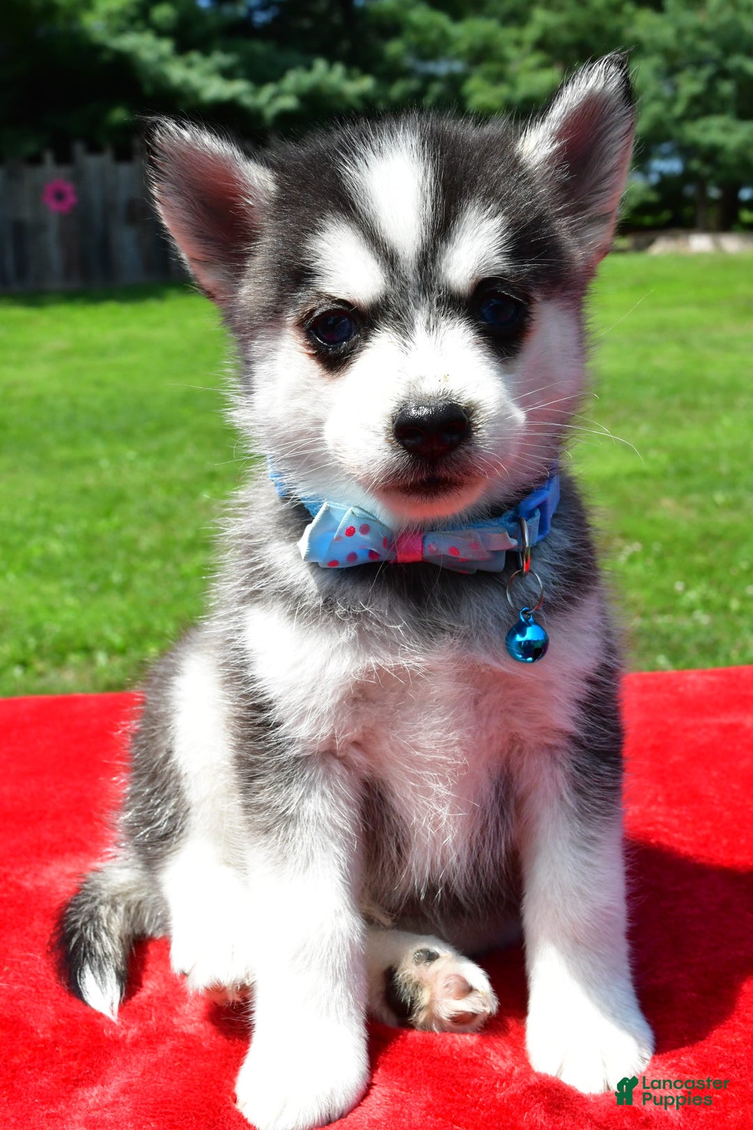 Pomsky dogs for sale: Cole - Image 3