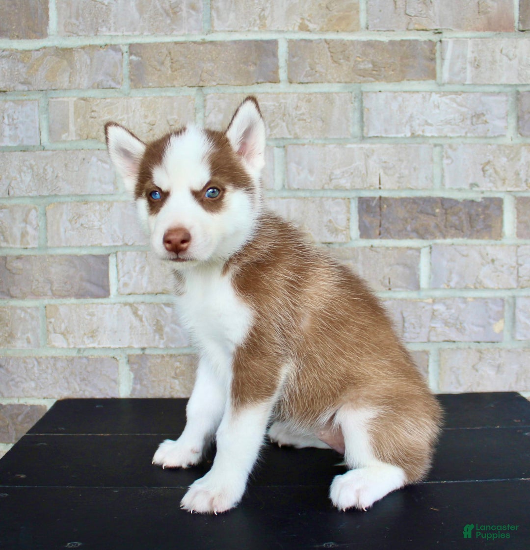 Siberian Husky dogs for sale: Addy - Image 4