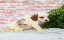 Cavapoo dogs for sale: Bruce - Image 11