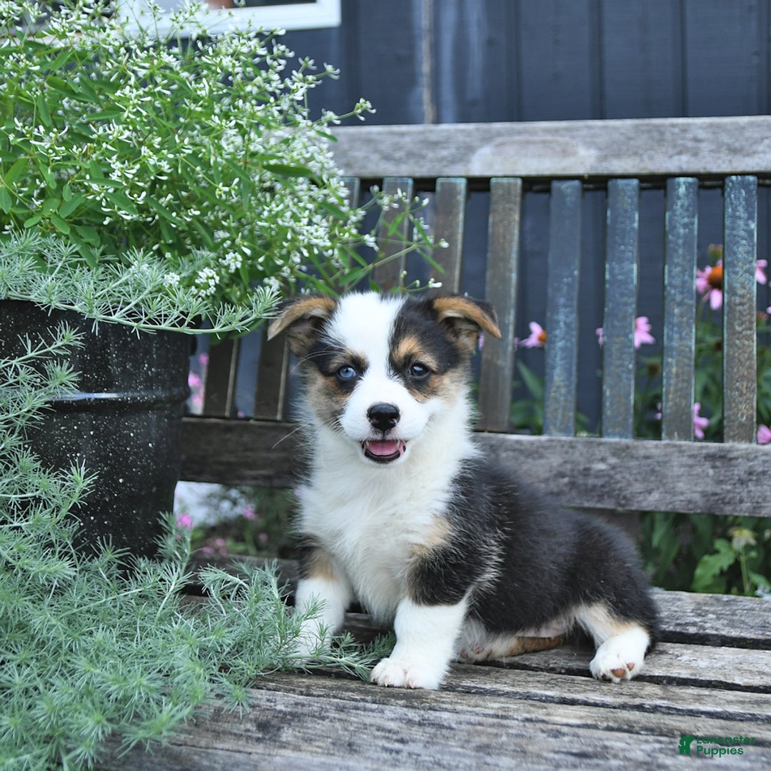 Welsh Corgi Pembroke dogs for sale: Harper - Image 4