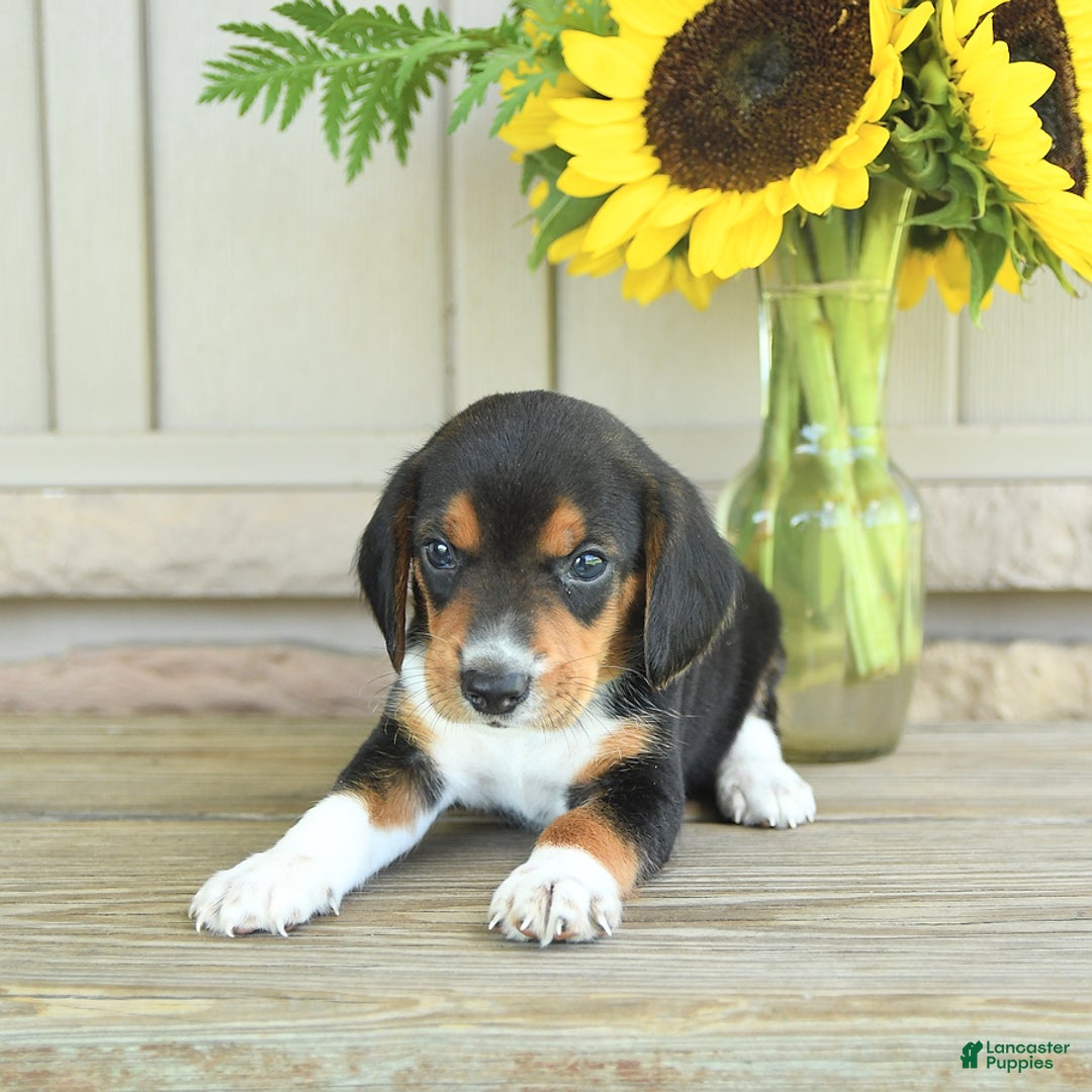 Beagle dogs for sale: Toto - Image 5