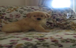 Golden Retriever dogs for sale: Hershey - Image 3