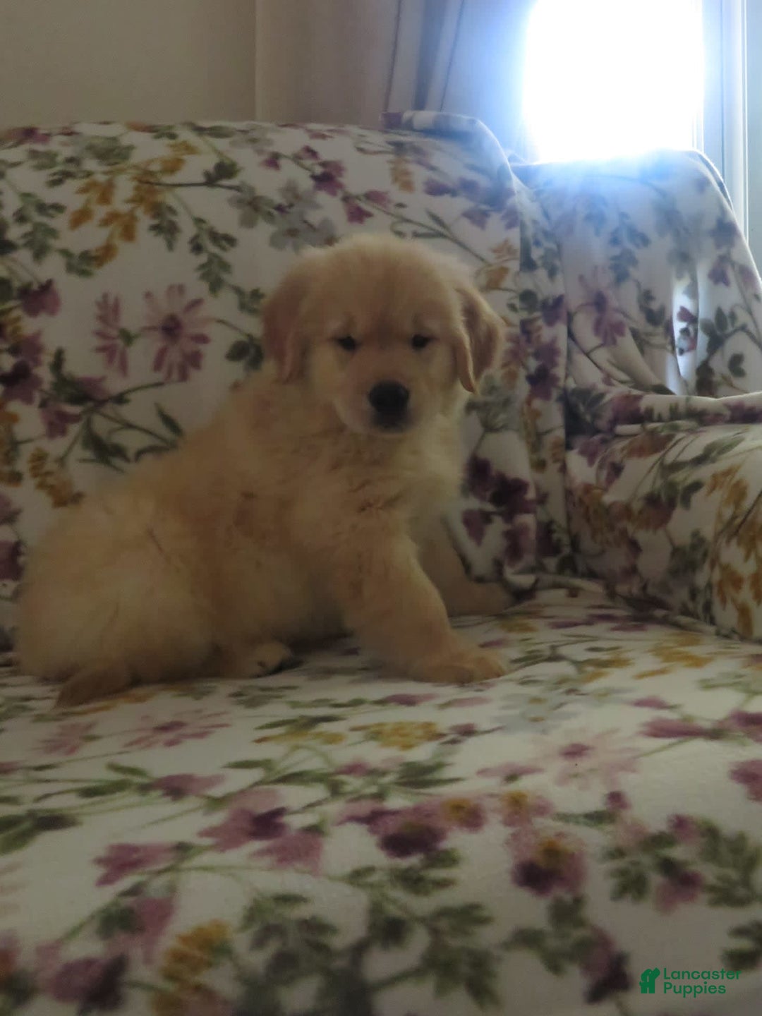 Golden Retriever dogs for sale: Hershey - Image 3