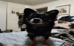 Chihuahua dogs for sale: Peaches - Image 4
