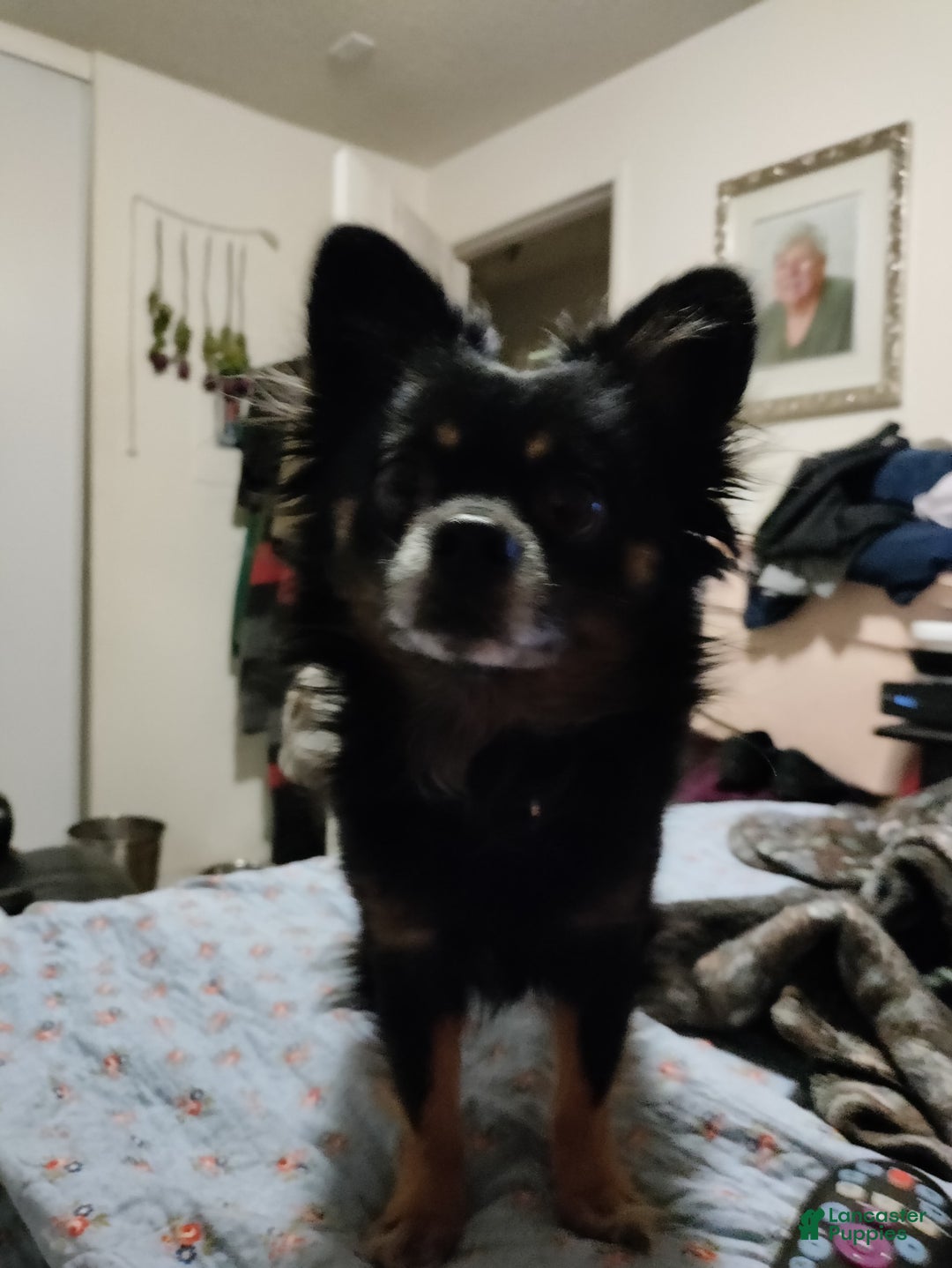Chihuahua dogs for sale: Peaches - Image 4