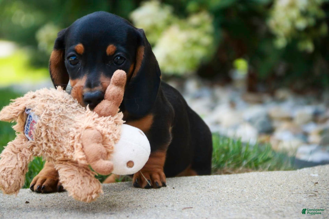 Miniature Dachshund dogs for sale: Heidi - Image 11