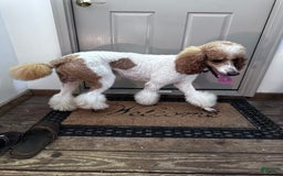 Standard Poodle dogs for sale: George Jefferson - Image 18