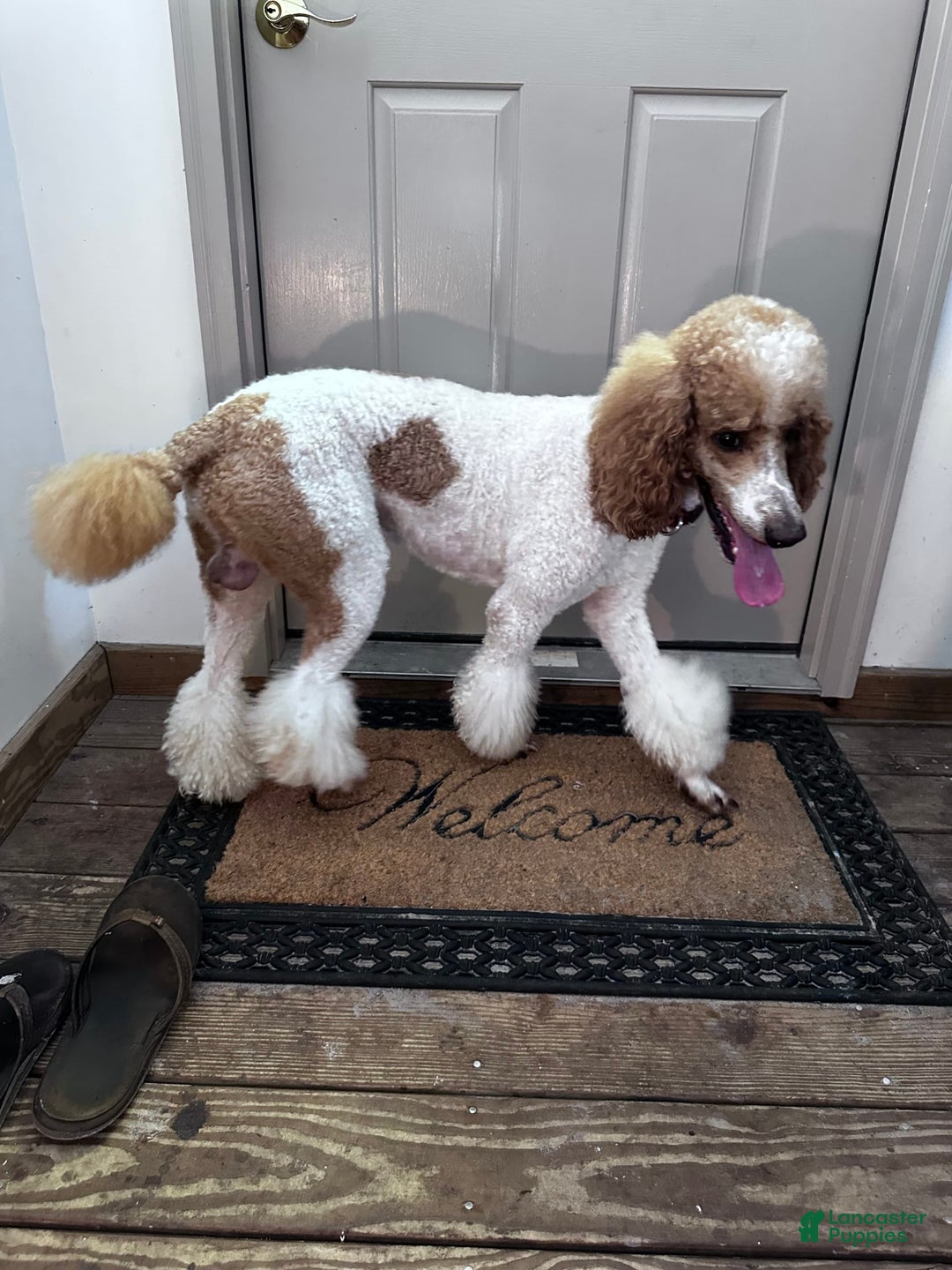 Standard Poodle dogs for sale: George Jefferson - Image 18