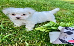 Maltese dogs for sale: Lacy - Image 1