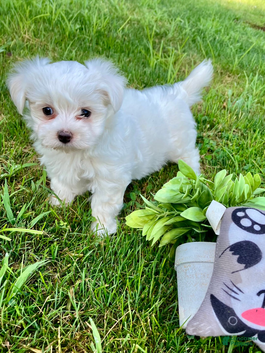 Maltese dogs for sale: Lacy - Image 1