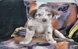 Australian Shepherd dogs for sale: Australian Shepherd 7 puppies - Image 1