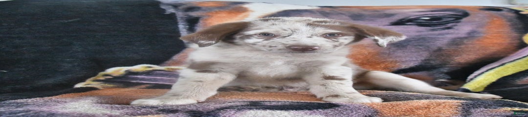 Fido