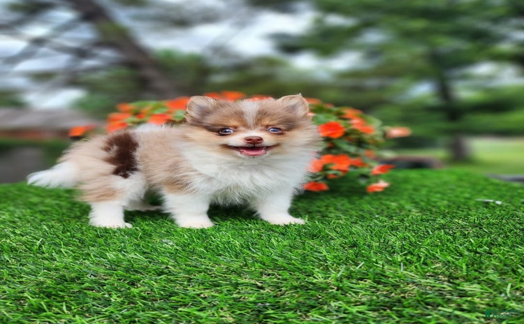 Pomeranian dogs - Advert 6