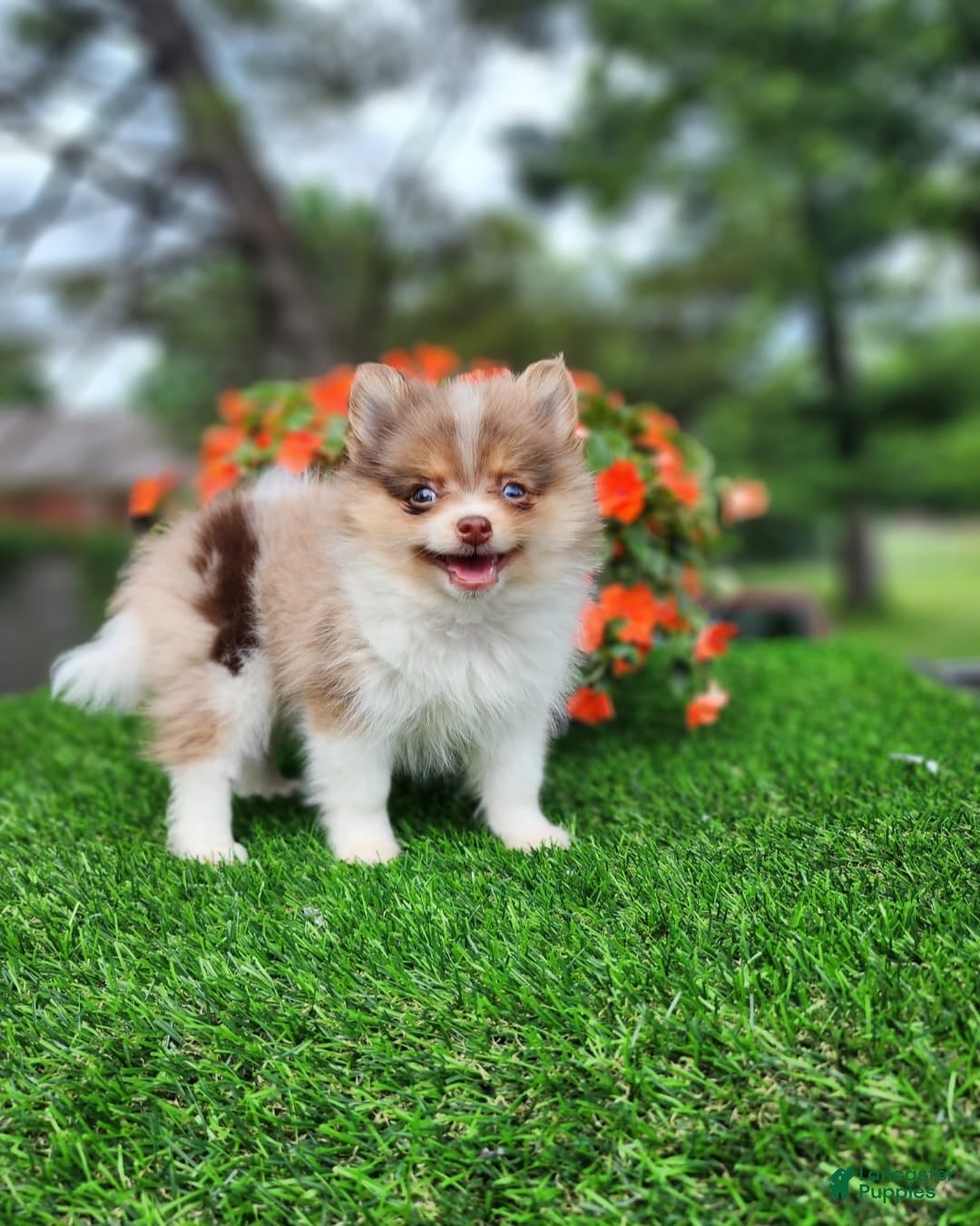 Pomeranian dogs for sale: Puffin - Listing for pets: Puffin - Image 1