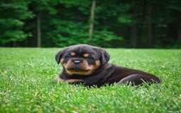 Rottweiler dogs for sale: Clair Bear - Image 14