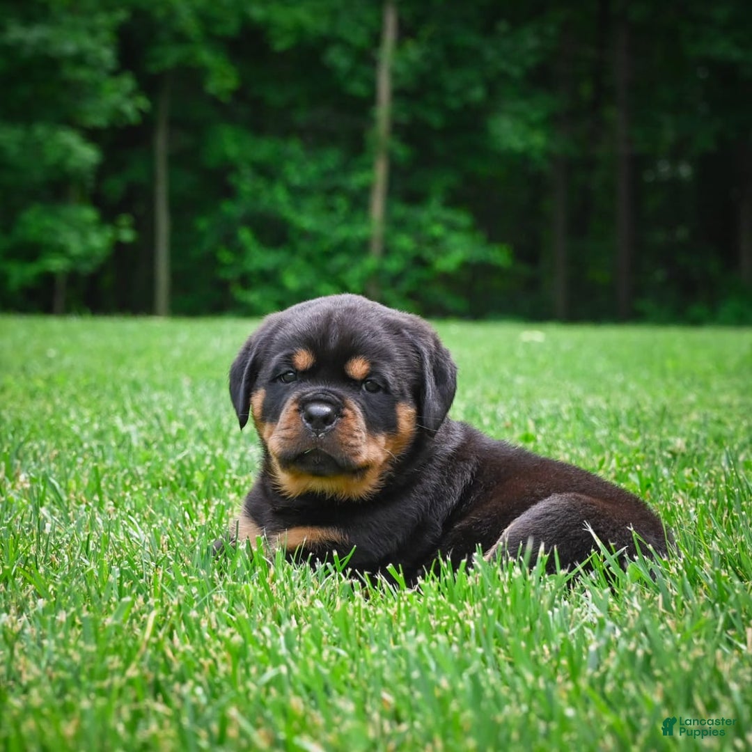 Rottweiler dogs for sale: Clair Bear - Image 14