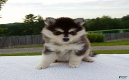 Pomsky dogs for sale: Lacey - Image 8