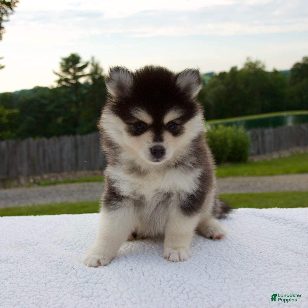 Pomsky dogs for sale: Lacey - Image 8