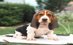 Basset Hound dogs for sale: Truman - Image 3