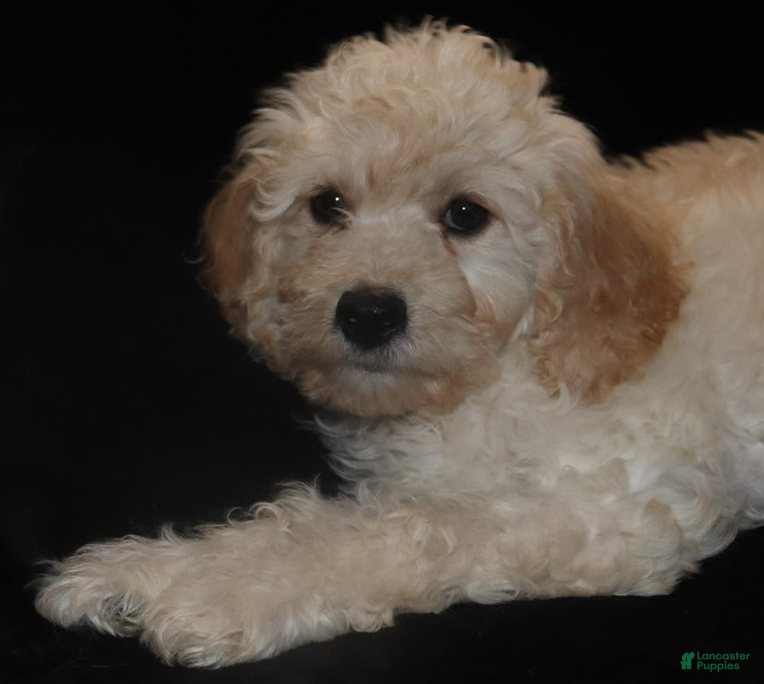 Cavachon dogs for sale: Hanna Male 1 - Image 2