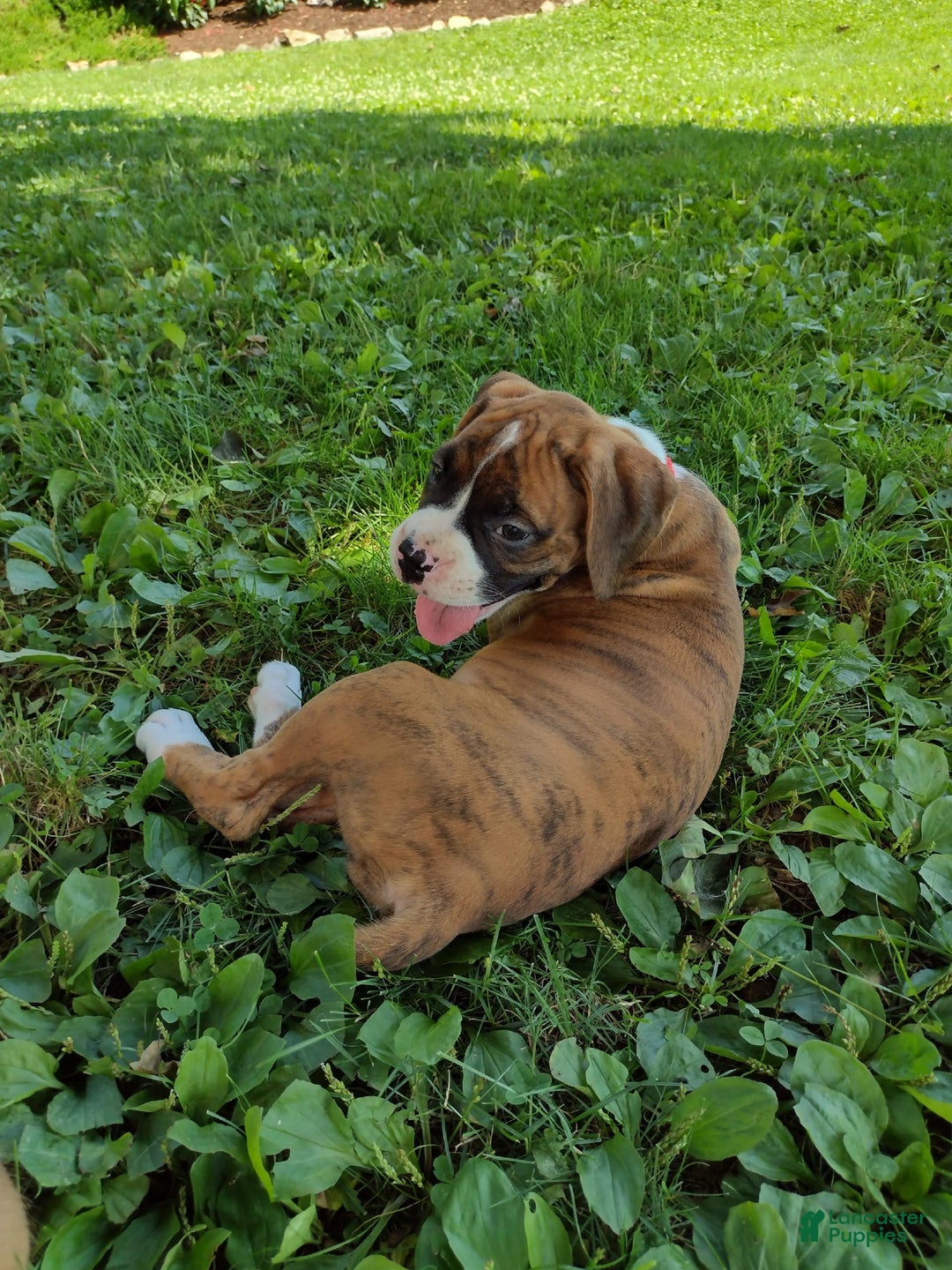 Boxer dogs for sale: Rocket - Image 9