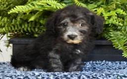 Havapoo dogs for sale: Moose - Image 9