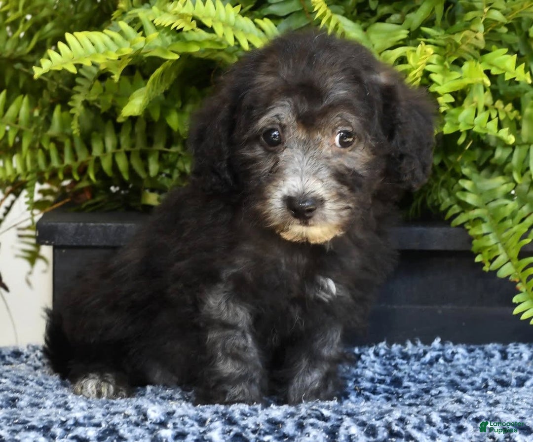 Havapoo dogs for sale: Moose - Image 9