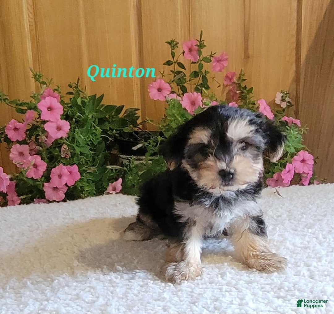 Morkie dogs for sale: Quinton - Image 4