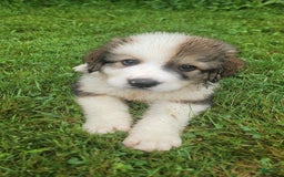 Bernese Mountain Dog dogs for sale: Great Bernese 6 - Image 1
