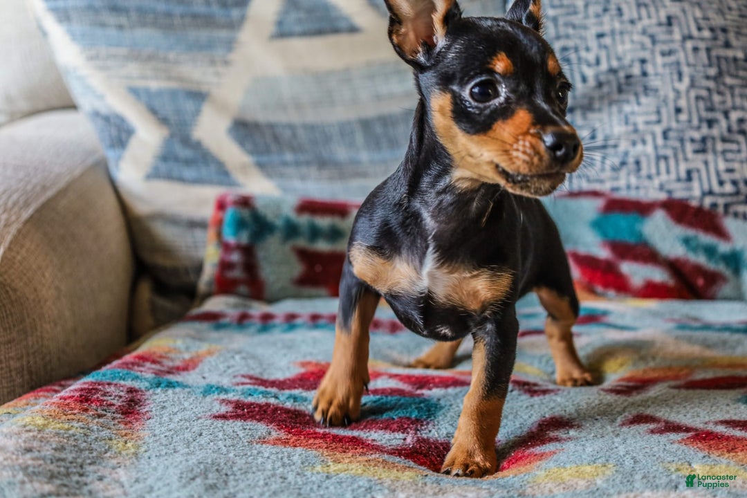 Miniature Pinscher dogs for sale: Alex - Image 4