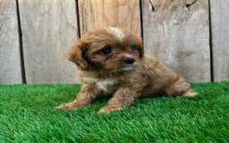 Cavapoo dogs for sale: Sophia - Image 4
