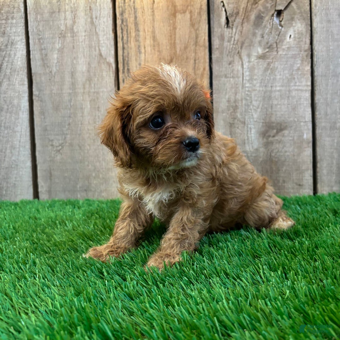 Cavapoo dogs for sale: Sophia - Image 4