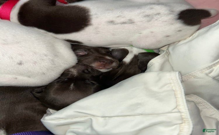 German Shorthaired Pointer dogs for sale - Ad 2