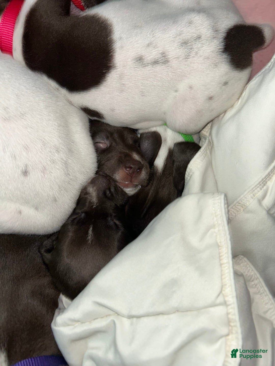 German Shorthaired Pointer dogs for sale: Yellow - Image 1