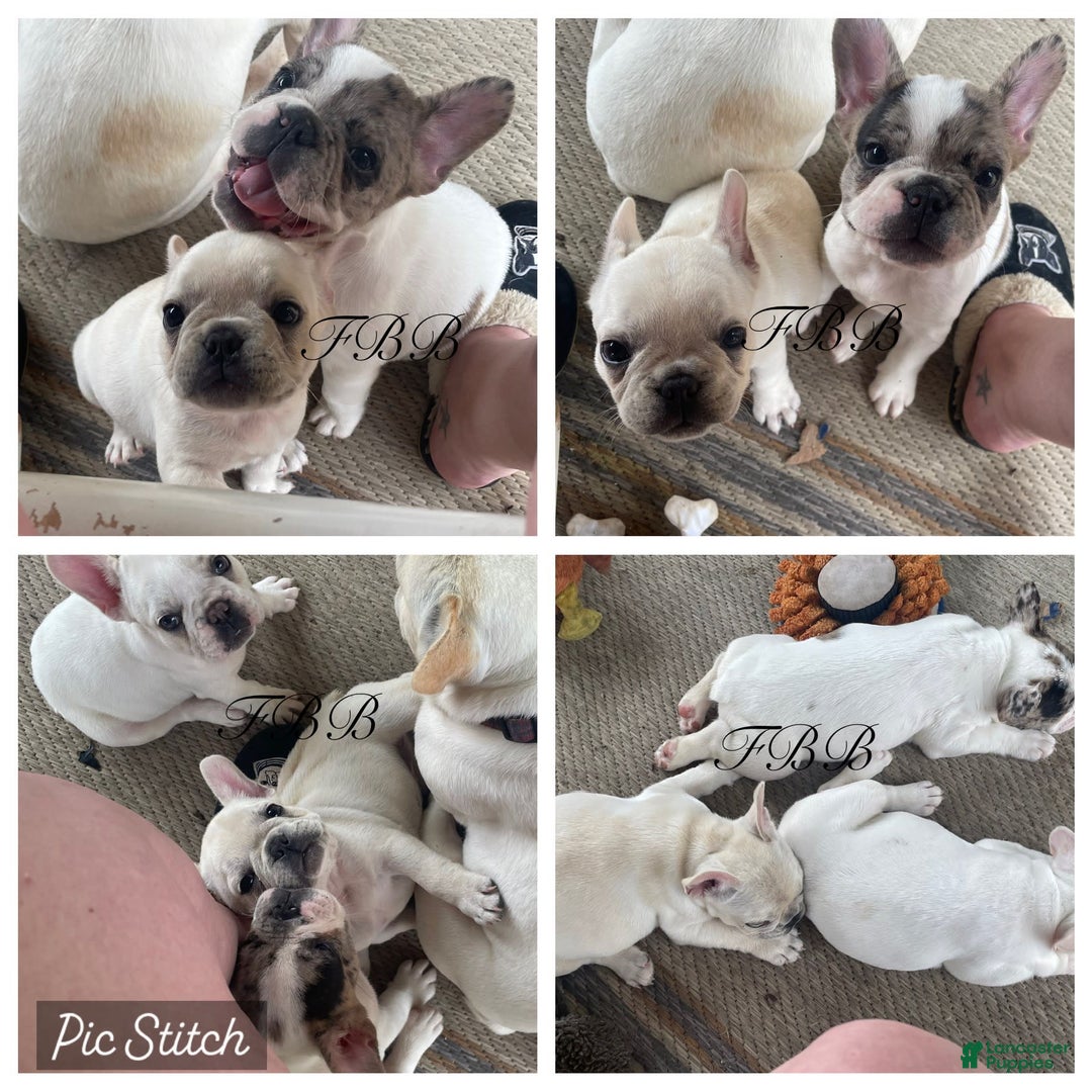 French Bulldog dogs for sale: Flurry - Image 2