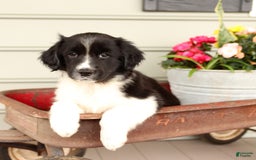 English Springer Spaniel dogs for sale: Abby - Image 3