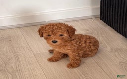 Toy Poodle dogs for sale: Teddy - Image 6