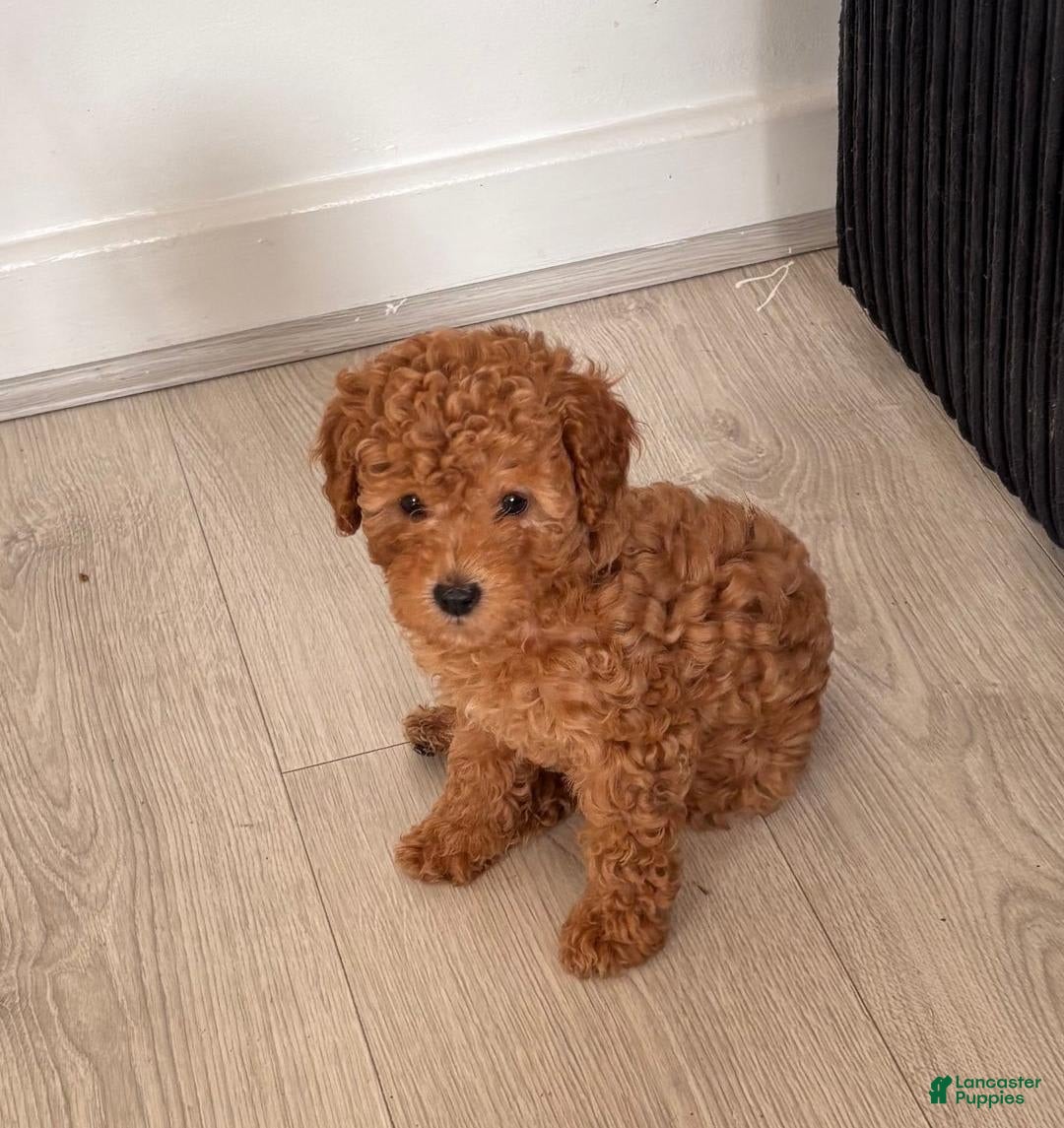 Toy Poodle dogs for sale: Teddy - Image 6