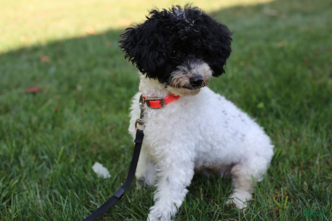 Yorkiepoo dogs for sale: Roo - Image 20