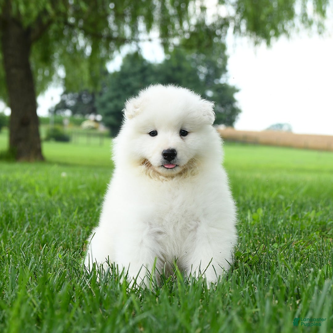 Samoyed dogs for sale: Ginger - Image 1